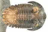 Multi-Toned Hollardops Trilobite With Orange Eyes #368581-1